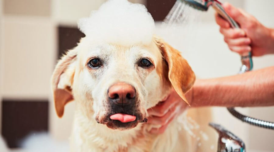 Dog Grooming Tips