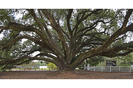 oak trees in mississippi
