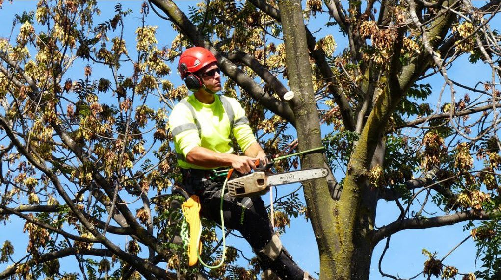 Tree Service