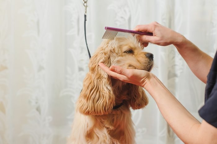 Pet Grooming Care